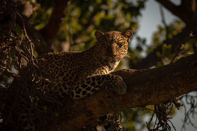 Leopard lying with catchlight in fig tree