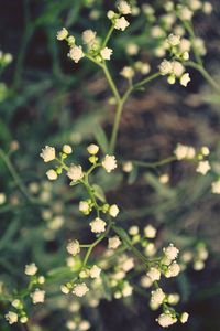 Close-up of white flowering plant