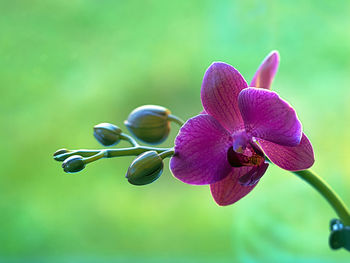 Close-up of pink orchid