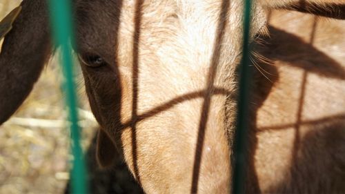 Close-up of a horse