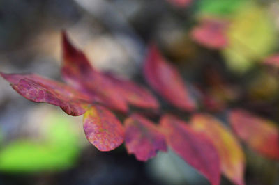 Extreme close up of pink flower