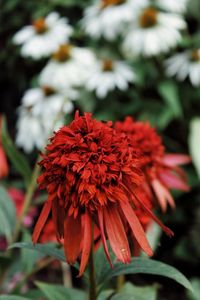 Close-up of red flowering plant