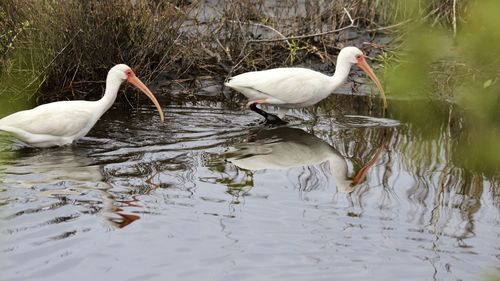 Swans swimming in lake