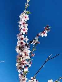 Low angle view of cherry blossom against blue sky