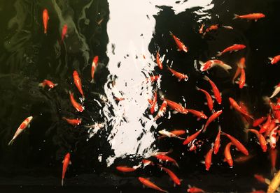 High angle view of koi carps swimming in lake