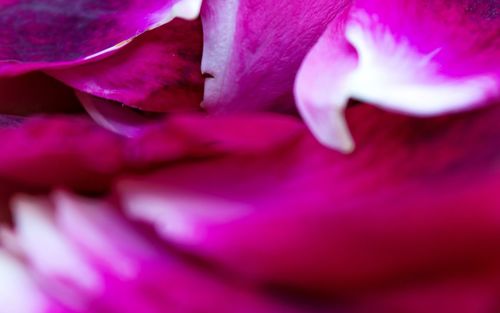 Close-up of pink flower