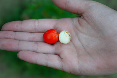 Close-up of cropped hand holding apple