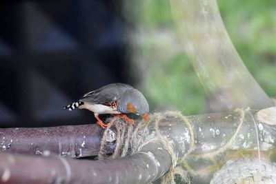 Close-up of bird perching
