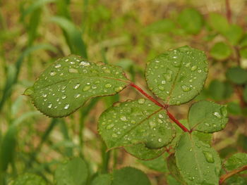 Close-up of water drops on leaf