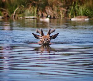 Deer in a lake