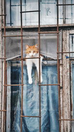 Portrait of cat on window