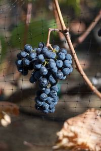 Close-up of bunch of grapes at vineyard