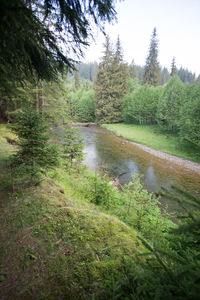 Scenic view of lake in forest against sky