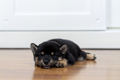 A shiba inu puppy lying in the room. shiba inu sleep on wood floor.