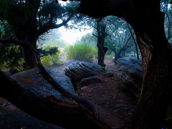 Trees by rocks in forest