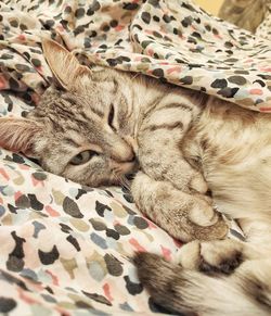 Close-up of cat sleeping on bed