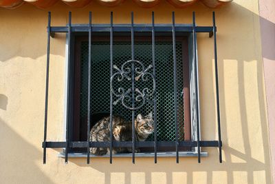 Tabby cat  on the window sill in sunny winter day, boccadasse, genoa, italy
