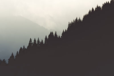 Trees in forest against sky