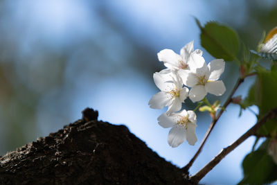 Close-up of white cherry blossoms