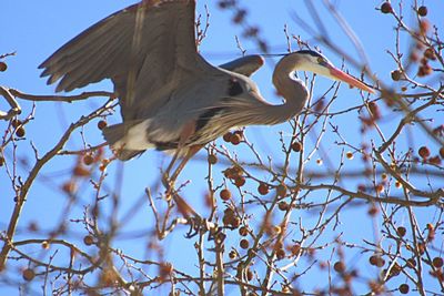 Close-up of gray heron perching on tree