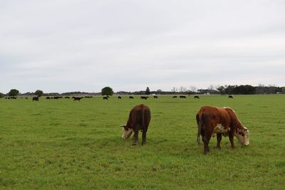 Horses grazing in a field