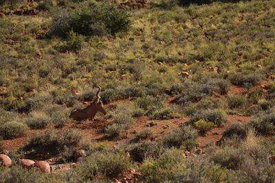 View of sheep on field