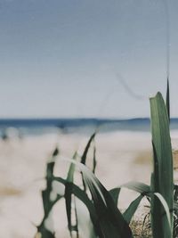 Close-up of leaf on beach against sky