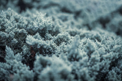 Close-up of snow covered pine tree