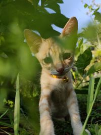 Close-up of a cat on field