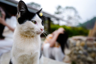 Close-up of cat looking away