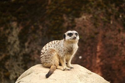 Meerkat looking away while sitting on rock