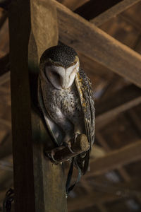 Low angle view of barn owl perching on nail