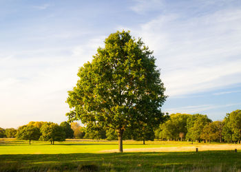 Trees on field against sky