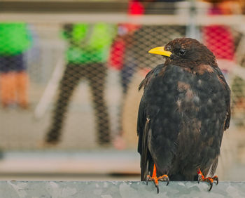 Close-up of eagle perching on the wall