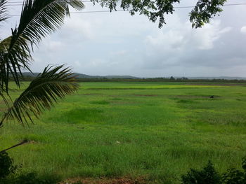 Scenic view of grassy field against sky