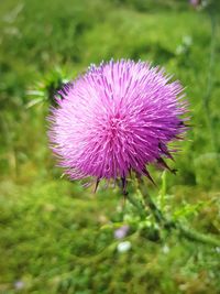 Close-up of thistle flower blooming on field