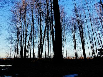 Bare trees against clear blue sky