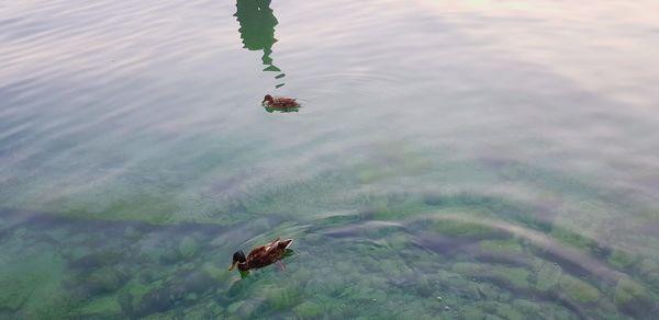 High angle view of ducks swimming in lake