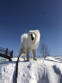 White dog in winter 