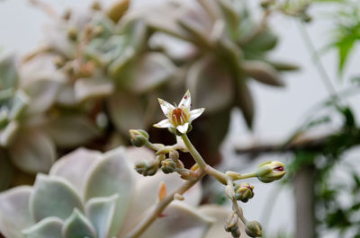 Close-up of flowering plant
