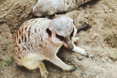 High angle view of rabbit on land