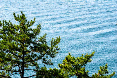 High angle view of plants by sea