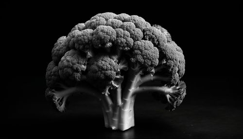 Close-up of broccoli against black background