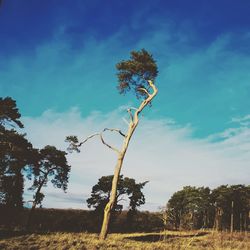 Low angle view of trees on field against sky