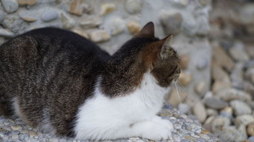 Cat lying on rock