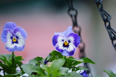 Close-up of purple flowers blooming outdoors