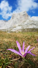 Close-up of purple crocus flower on field