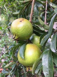 Close-up of apples on tree