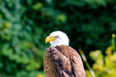 Close-up of eagle against blurred background