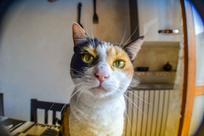 Portrait of cat at home